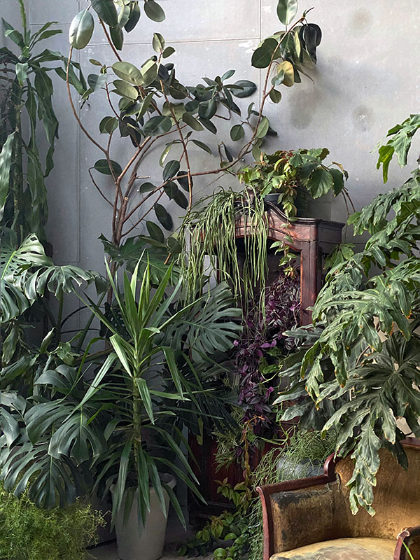 Фотостудия с живыми растениями